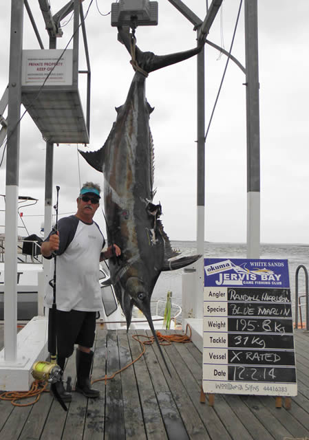 ANGLER: Randall Harrison SPECIES: Blue Marlin  WEIGHT: 195.8 Kg. LURE: 14″ Lumo Chopper